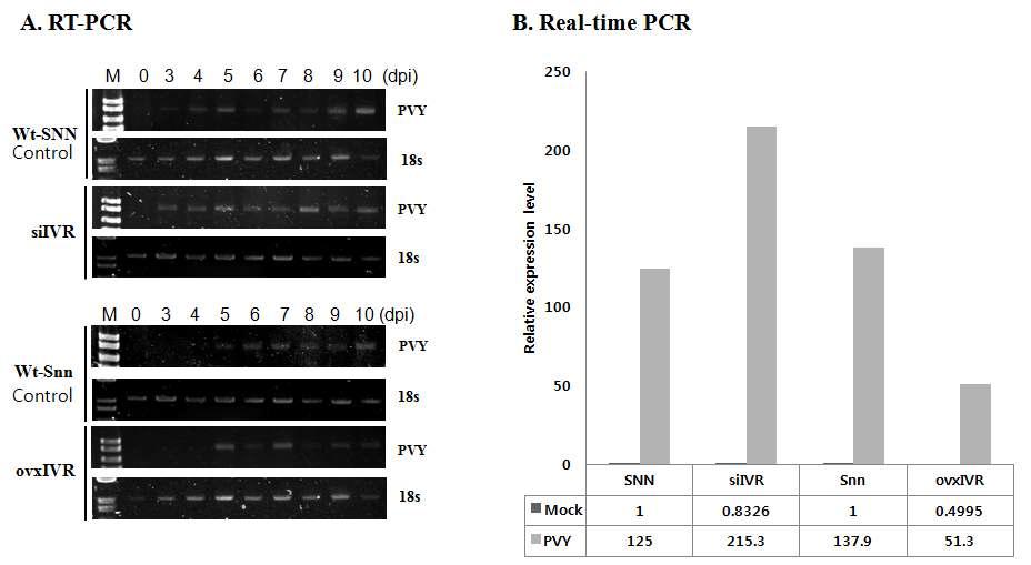IVR silenced 및 overexpressed 형질전환 담배에 PVY 감염에 대한 IVR의효과 검정.