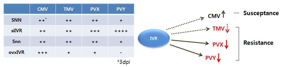 CMV, TMV, PVX 및 PVY에대한 IVR의 저항성 결과 모식도.