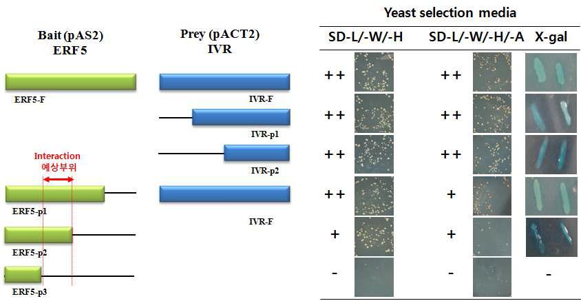 AH109 yeast cell에서 ERF5 및 IVR의 전체 혹은 partial 단백질들 사이의 interaction 확인.