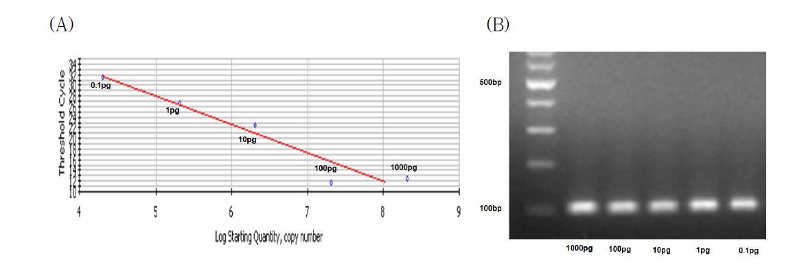 정량 PCR 산물의 Ct 값(A) 및 전기영동 결과(B)