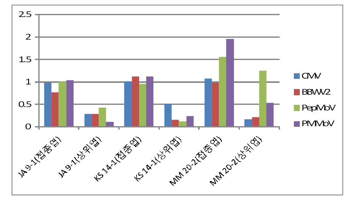 선발 미생물의 고추 주요 바이러스에 대한 항바이러스 효과