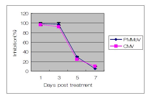 Persistency of KN10-20 against PMMoV and CMV infection on N. glutinosa and C. amaranticolor leaves, respectively.