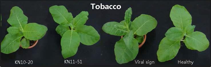 Systemic inhibitory effects of KN10-20 and KN11-51 against PMMV