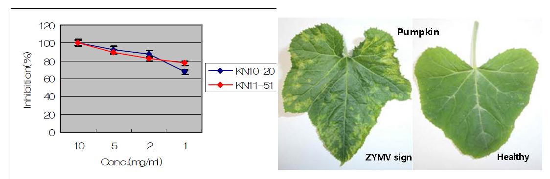 Systemic inhibitory effects of KN10-20 and KN11-51 against ZYMV on the pumpkin