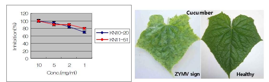 Systemic inhibitory effects of KN10-20 and KN11-51 against ZYMV on the cucumber