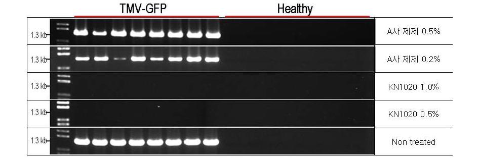 RT-PCR detection of TMV-GFP in leaf-discs using the Leaf-Disc Method