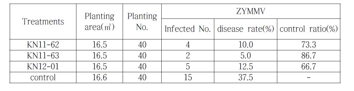 Control effects of KN11-62, KN11-63 and KN12-01 against ZYMV infection on the pumpkin of the field.