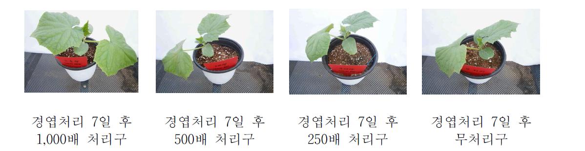 오이 작물에 대한 항바이러스 활성 KN11-63 수화제 약해시험