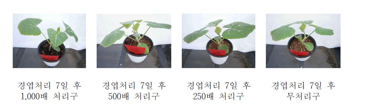 애호박 작물에 대한 항바이러스 활성 KN11-63 수화제 약해시험