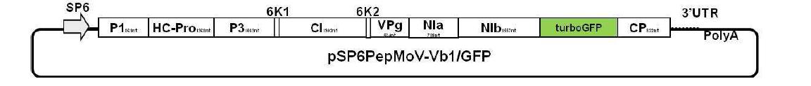 Schematic diagrams of genome structure of pSP6PepMoV-Vb1/GFP.