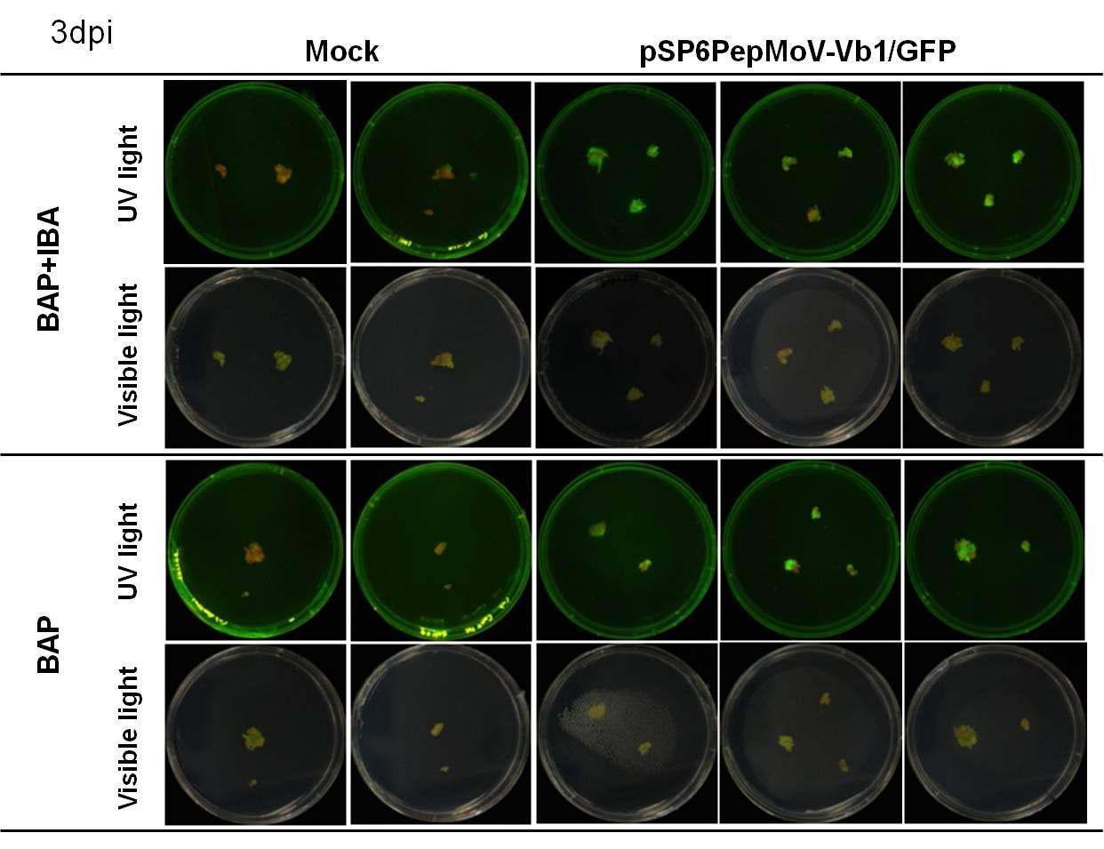 GFP stability of callus tissue infected with pSP6PepMoV-Vb1/GFP and glass powder.