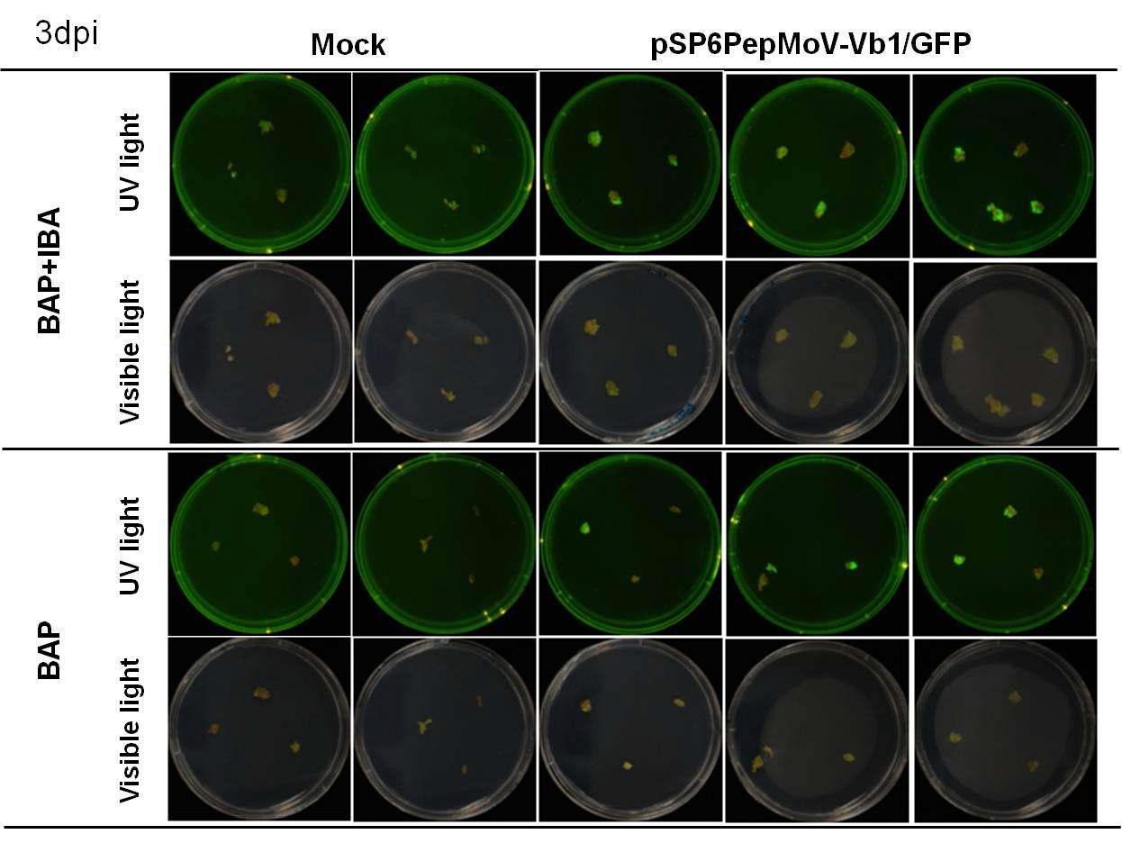 GFP stability of chopping callus tissue infected with pSP6PepMoV-Vb1/GFP.