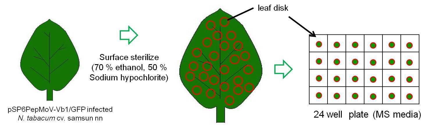 Cartoon guide to GFP stability test of leaf discs infected with pSP6PepMoV-Vb1/GFP.