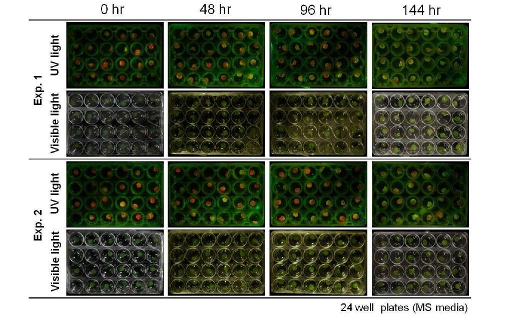 GFP stability of leaf discs infected with pSP6PepMoV-Vb1/GFP.