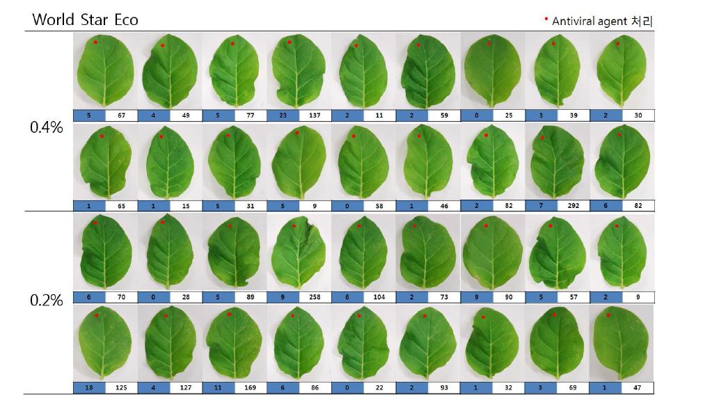 Antiviral activity of World Star Eco against TMV-U1: half-leaf method.