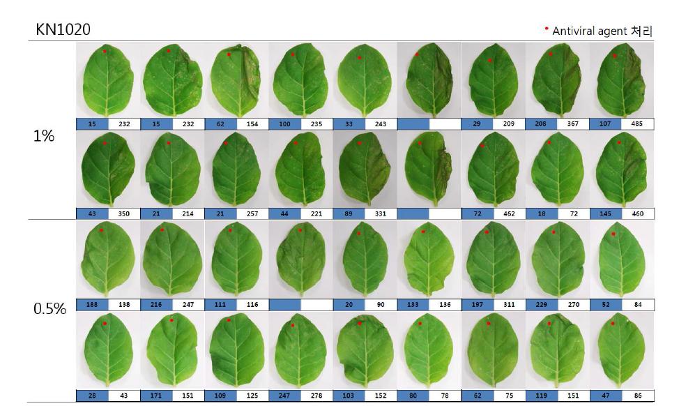 Antiviral activity of KN1020 against TMV-U1: half-leaf method.