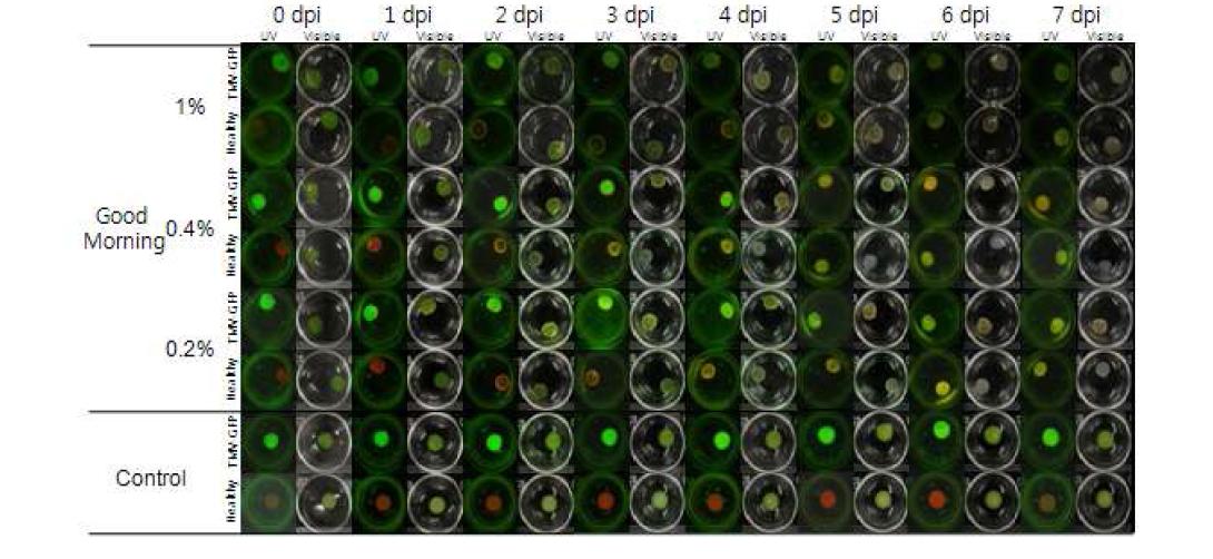 Antiviral activity of Good Morning against TMV-GFP: leaf-disc method.