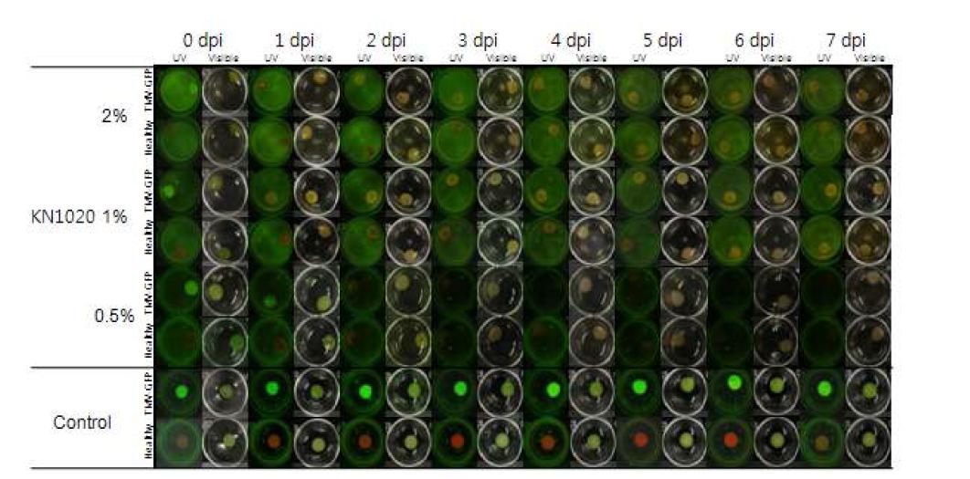 Antiviral activity of KN1020 against TMV-GFP: leaf-disc method.