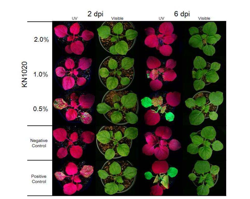 Infectivity test with the saps of the leaf discs of Nicotiana benthamina infected with TMV-GFP after treatment with the KN1020 agents.