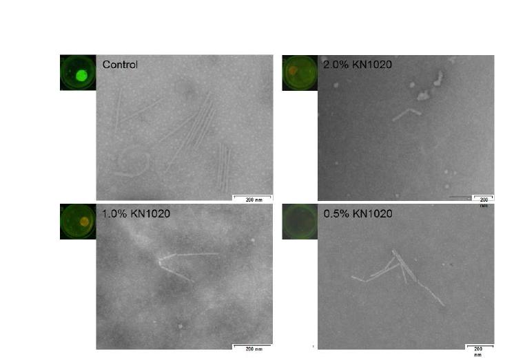 Electron micrographs of the leaf discs of Nicotiana benthamina infected with TMV-GFP after treatment with the KN1020 agents.