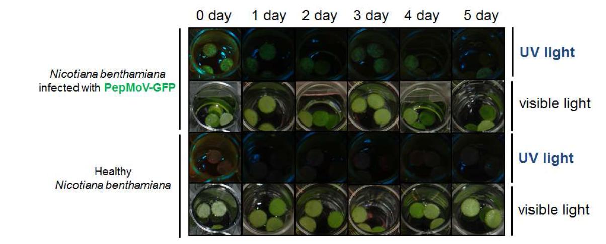 GFP stability of leaf discs infected with pSP6PepMoV-Vb1/GFP.
