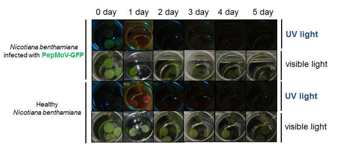 Antiviral activity of 0.5 % World Star Eco against PepMoV-GFP.