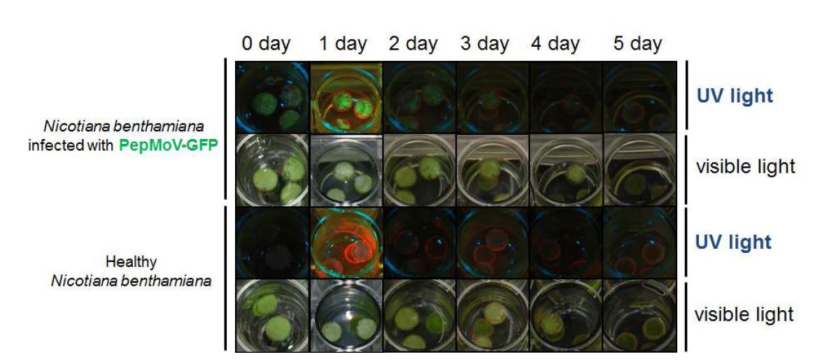 Antiviral activity of 1.5 % World Star Eco against PepMoV-GFP.