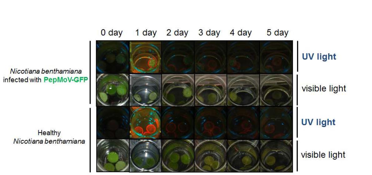 Antiviral activity of 2.0 % World Star Eco against PepMoV-GFP.