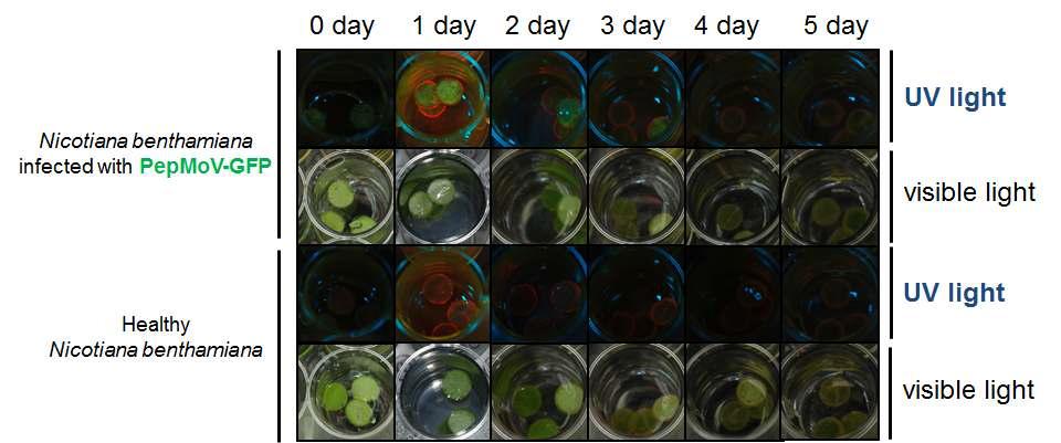 Antiviral activity of 1.0 % Good Morning against PepMoV-GFP.