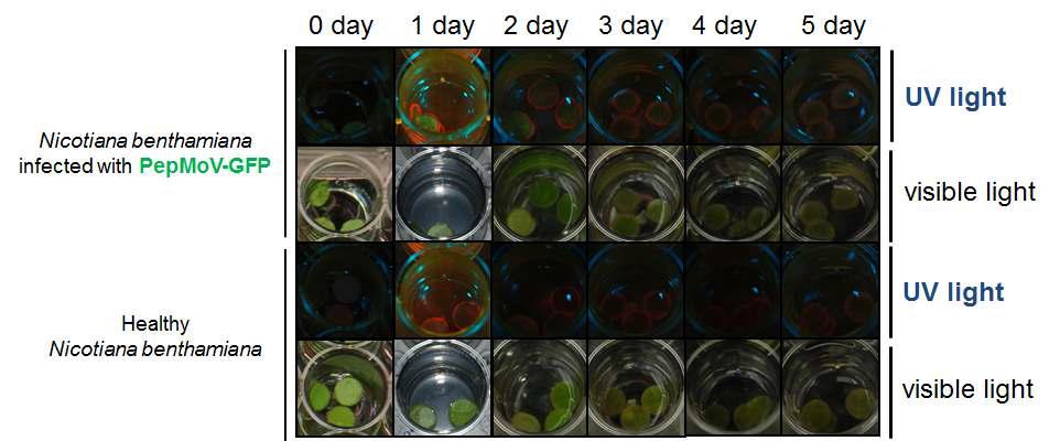 Antiviral activity of 1.5 % Good Morning against PepMoV-GFP.