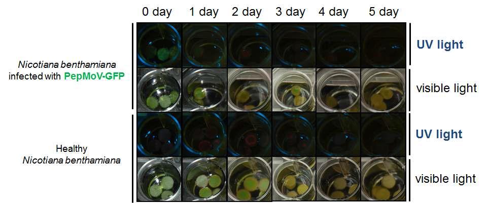 Antiviral activity of 0.5 % KN1020 against PepMoV-GFP.