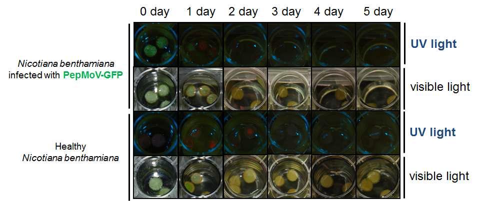 Antiviral activity of 1.5 % KN1020 against PepMoV-GFP.