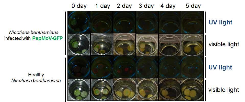 Antiviral activity of 2.0 % KN1020 against PepMoV-GFP.