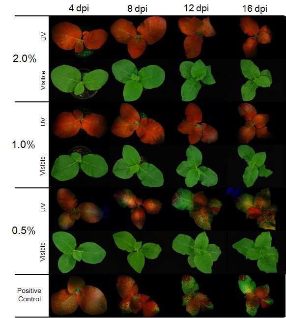 Antiviral activity of KN1020 against PepMoV-GFP.