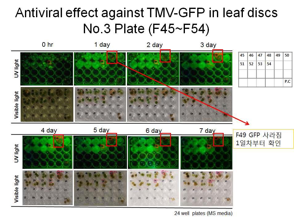 TMV-GFP screening test results of fungal extracts(F49~F54).