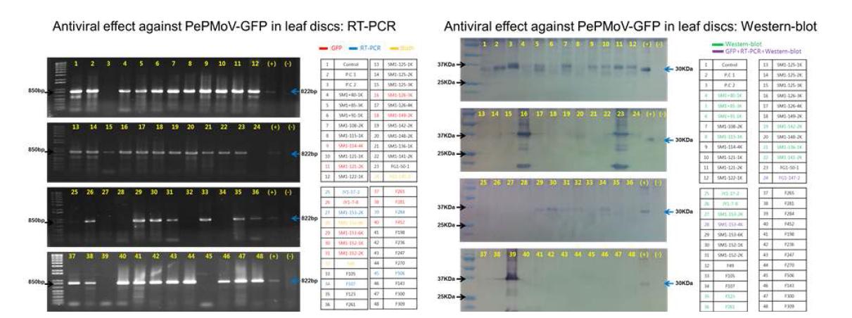 RT-PCR and western blot analyses of the leaf discs of Nicotiana benthamina infected with PepMoV-GFP after treatment with the fungal extracts and the purified compounds.