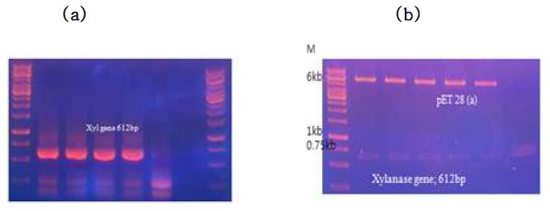 Cloning of xylanase gene from Chaetomium globosum.