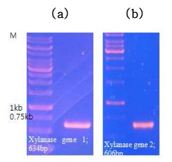 PCR amplification of xylanase from Neosartorya fischeri cDNA. a. xyn1, b. xyn2
