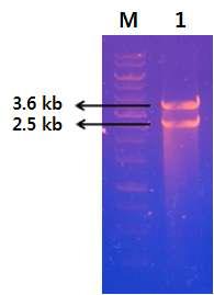 Confirmation of pPICZa-Ppibgl clone by enzyme digestion. lane M, 1 kb ladder marker; 1, after digestion sample with Xho1-Xba1.