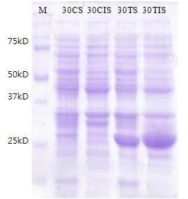 SDS-PAGE analysis of transformants carrying pET15b-eg5.