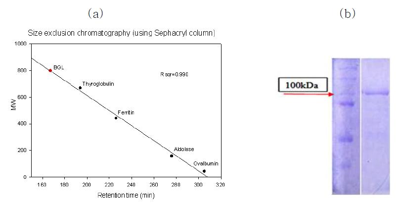 Determination of the molecular mass of S. hirsutum BGL by SDS-PAGE and gel filtration chromatography.