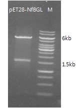 Cloning of pET28a-bgl from Neosartorya fischeri.