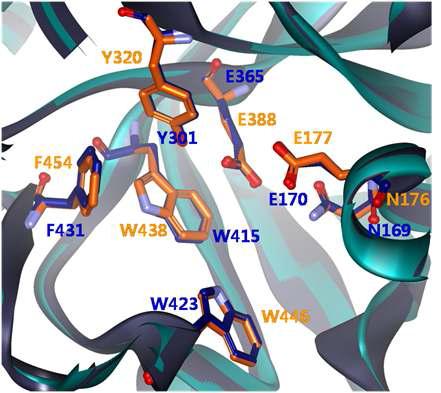 Superimposition of the proposed catalytic residues of PcBGLA (Blue) and N. fischeri BGL (Orange), showing the similar arrangement and orientation of active site residues.