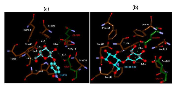 Molecular modeling of NfBGL with pNPG or cellobiose in the active site pocket.