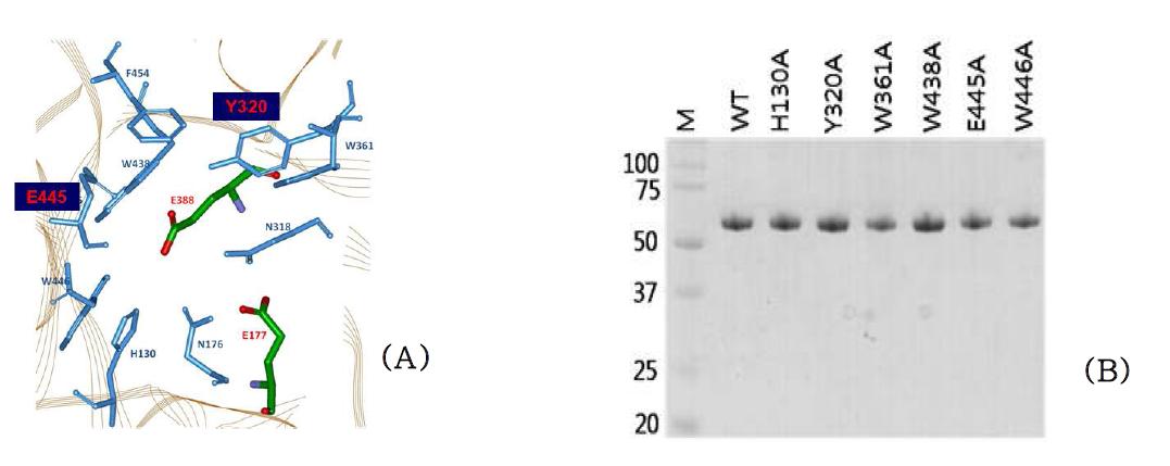 Substrate binding pocket of NfBGL. pNPG was docked into substrate binding pocket of modelled NfBGL (A). All 11 residues were mutated into alanine and the mutants were expressed and purified (B).
