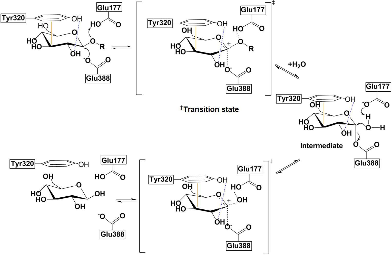 A suggested mechanism for the NfBGL along with the role of Tyr320 in the stabilization of enzyme-substrate complex. Dotted line: H-bonding, solid line: pi-sigma interaction.