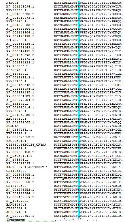 Sequence alignment of 57 GHs with common homology to NfBGL1. Note: Only partial sequences of these proteins are shown. The fully conserved E445 is shaded cyan.