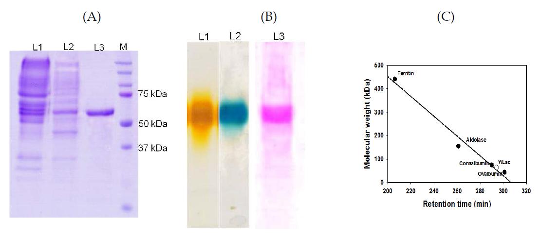 Determination of molecular mass of purified YlLac by a) SDS-PAGE of laccase (M-Marker, L1-Crude protein, L2-DEAE cellulose purification, L3-Biogel Hiload 16/60 Superdex 200 chromatography), b) Zymogram activity and glycoprotein staining of purified laccase enzyme with native PAGE (L1-ABTS, L2-2,6-DMP, L3-glycoprotein staining). c) Determination of the native molecular mass of YlLac by gel filtration chromatography on a Sephacryl S-300 high-resolution column.