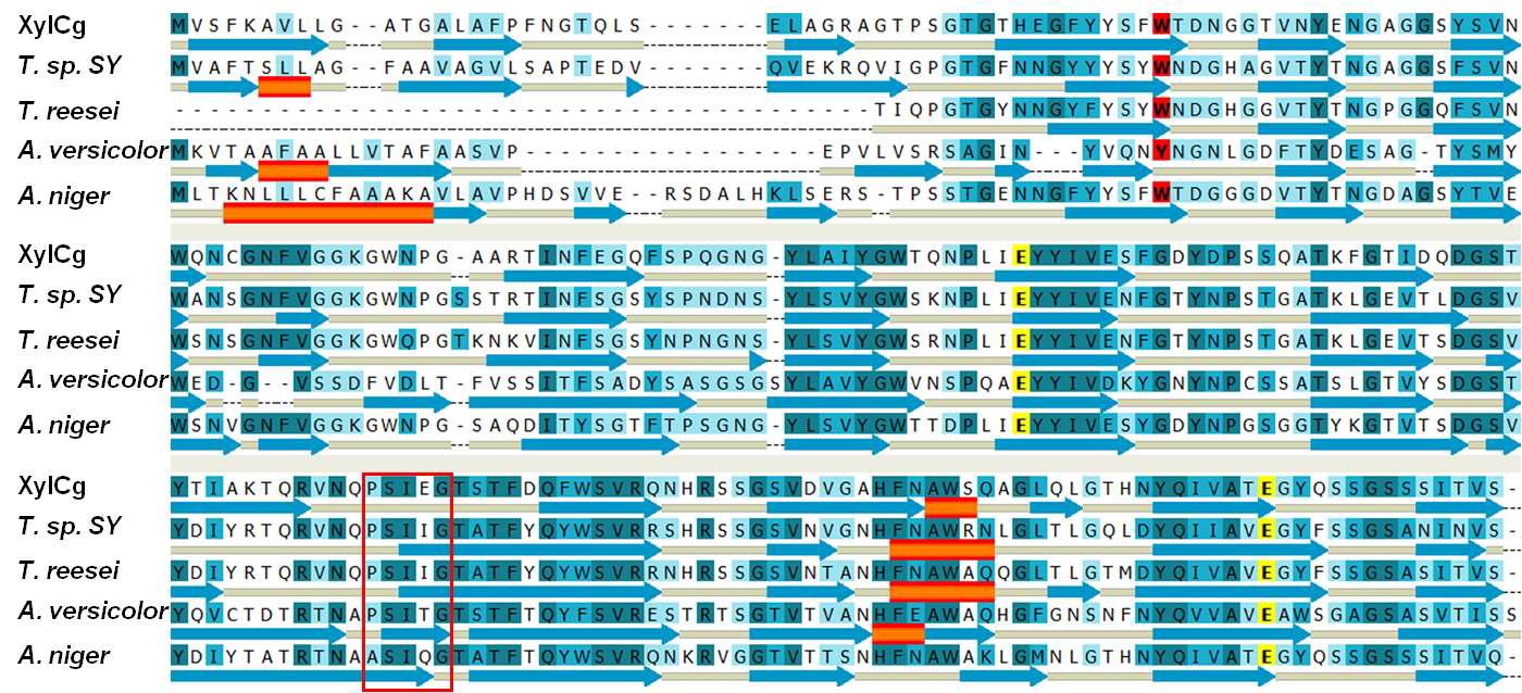 Multiple sequence alignment and secondary structure prediction of XylCg with other fungal xylanases.
