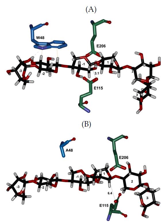 Homology model of the Chxyn active site with bound xylohexaose substrate.